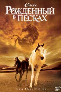 Рожденный в песках (фильм 2003) онлайн