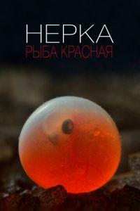 Нерка. Рыба красная (фильм 2020) онлайн